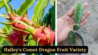 Halley's Comet Dragon Fruit | Rare Garden