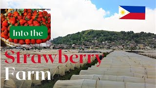 La TRINIDAD STRAWBERRY FARM | WALKTHROUGH INSIDE OF THE STRAWBERRY FARM AND PLANTED FRESH VEGETABLE