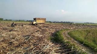 umplung menolak pensiun bawa 9 ton dari lahan tebu