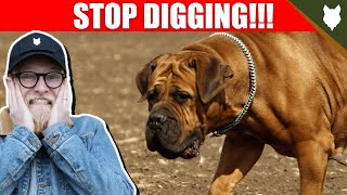 How To Stop Your BOERBOEL DIGGING