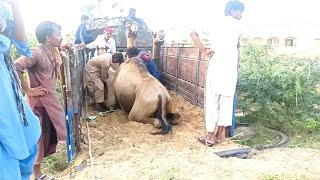 Loading Camels |Villagelife |