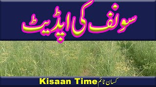 Update of Saunf ki kasht saunf ki fasal saunf ki fasal kaise karen فصلkisan time کسان ٹائم