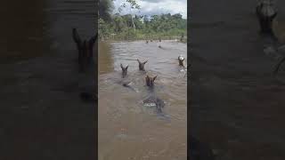 travessa do animal no rio São Sebastião