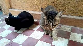 Smart cat Stone and Jenny living together it is raining today