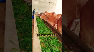 top gir breeding farm in haryana Naloi || results of Kanhaiya gir Bull