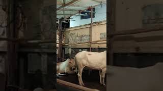 big brown bull and white cow near .Dr Shabana Kabir