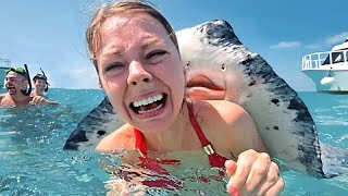 Los ANIMALES MARINOS más AMIGABLES del Mundo que Querrás Conocer 🐬💙