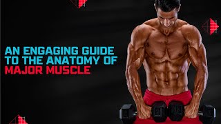 An Engaging Guide To The Anatomy Of Major Muscle