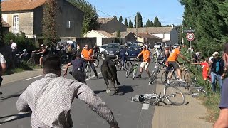 ST RÉMY DE PROVENCE FESTIVAL  D'ABRIVADO LONGUES 23.09.23 ☀️😱