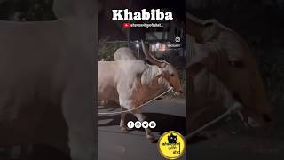 Bull fight 👑Khabiba 😍💯🔝🔥💥 #बकासुर #मथुर #6300 #mathur #1001 #viral #patil #sonya5050 #shortvideos