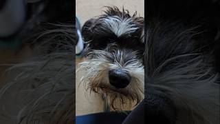 Miniature Schnauzer Scared of Vacuum Cleaner