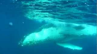 Young Humpback plays with humen