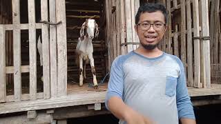 KAMBING BETINA MURAH MERIAH