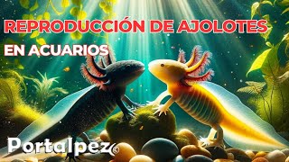 ¡Ajolotes: Crianza Exitosa en 5 Pasos Fáciles! 🌟Descubre cómo reproducir ajolotes en el acuario