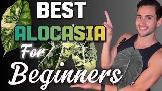 10 BEST Alocasia for Beginners: Top Indoor & Outdoor Picks!