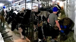 Milking Cows On a Small Family Dairy Farm! Our Nightly Routine!