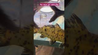 #aquariumfish #fishesvideo #ytshorts #subscribe #fishtank The following fish species are suitable