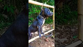 beres mandi sekalian berjemur sekalian berolahraga... Pitbull kegemukan.. muscle pitbull terrier