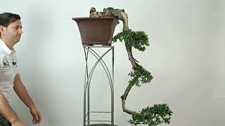 NUEVO BONSAI OLEA SYLVESTRIS DISPONIBLE.