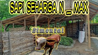 Sapi Baru Seharga Puluhan Juta Di Kandang Mas EKO FARM Banyuwangi