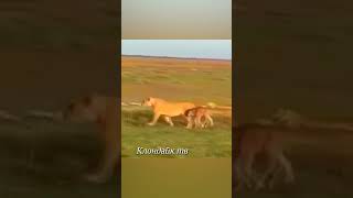 Львы и малыши их жертв #животные #animals #lion