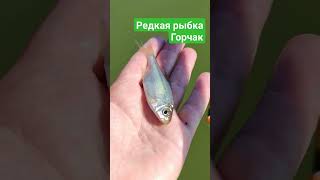 Редкая рыбка Горчак #рыбалка #рыбалка2023 #fishing #fish