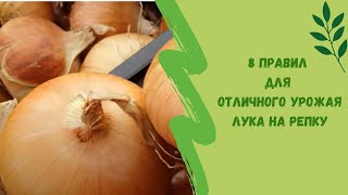 🌿☝8 правил для отличного урожая лука на репку