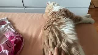 Котики Life of 4 cats. 8 сентября 2024 .Лето продолжается, котики валяются , я занимаюсь заготовкой