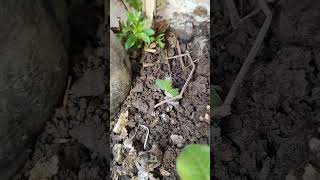 Guess the plant 💃 Happyness fullyloaded #youtubeshorts #plants #seedplanting Pls Subscribe 🙏🙏🙏