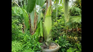 Missouri Botanical Garden Corpse Flower Live Stream 2021