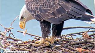 USS Bald Eagle Cam 2 on 11-10-24 @ 08:05 24V1 brings in a fish 08:15:34 fin goes down the hatch