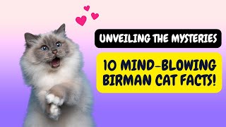 10 Jaw-Dropping Birman Cat Facts You Can't Miss