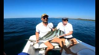 gallos, pez velas y dorados en Zihuatanejo