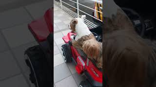 Perro  pitbull y niño paseando en auto eléctrico #perro #autoelectrico #pitbull