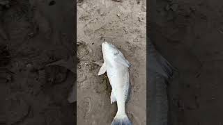 South Padre Island fishing #shorts #shortfishing #outdoor #fishing