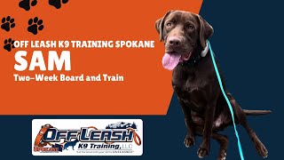 Labrador Retriever, 9 m/o, "Sam" | Amazing Labrador Retriever Obedience Training Spokane