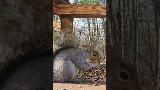 Cute gray squirrel | #chipmunks_and_squirrels on #Twitch