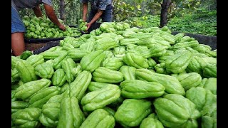 The Life Cycle of Chayote | Modern Agricultural Planting and Harvest of Chayote