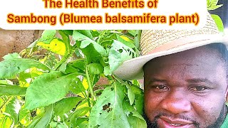 The Health Benefits of  Sambong (Blumea balsamifera plant)