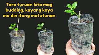 Ganito lang kasimple ang pagbubudding ng kalamansi, kung gusto mo matutunan, panoorin mo ito