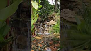 NATURAL POND GARDEN