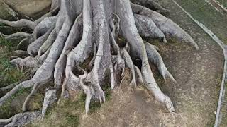 Vista Aerea del arbol mas grande de Republica Dominicana