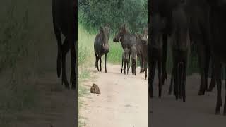 WARTHOGS WALK RIGHT INTO LEOPARD#sad #animals #lion #crocodile #wildlife