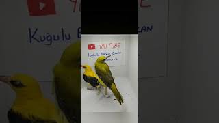 Hint Sarı asma kuşu ( indian golden oriole)