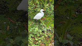 Egret at Daan Park （大安森林公園）