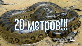 5 Самых длинных змей-(TOP VIDO)