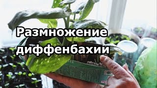 Размножение диффенбахии - обрезка и укоренение