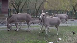 Afrikanische Wildesel - Zebras ohne Streifen?