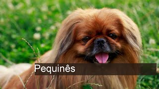 Cachorro Pequinês: características e fotos