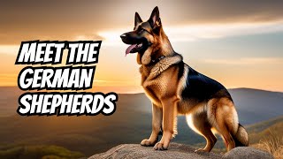 Unveiling the Majestic World of German Shepherds